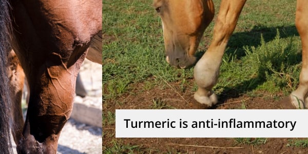 Tumeric has anti-inflammatory properties useful when treating horses inflammation