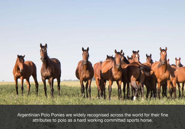 Argentinian horses image for blog equ streamz magnetic horse bands for polo