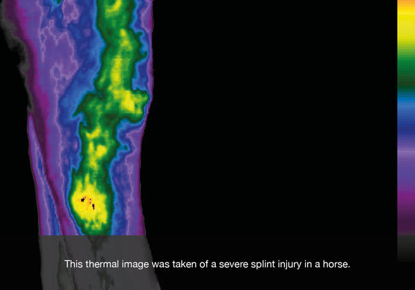 Thermal image of splint injury on a horse on equ streamz blog