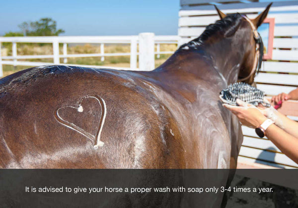 EQU Streamz autumn and fall health checklist blog image. Wash your horse no more than 4 times a year is advised.