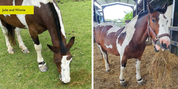 Inflammation in horses treatment feedback from winnie and julie giving equ streamz 5 stars for reducing inflammation