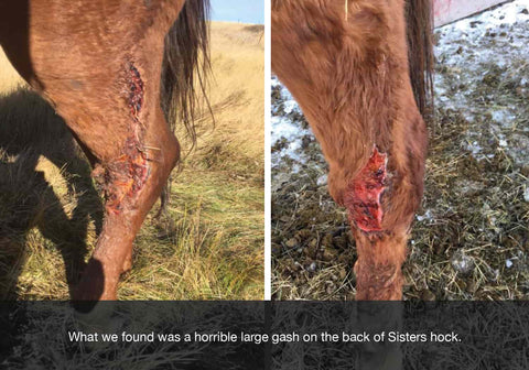 EQU streamz wound recovery on horse leg after wound in pasture blog image