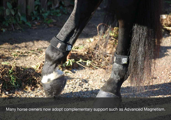 EQU Streamz blog image. Using advanced magnetic horse bands provides a complementary support option to horses in fall or autumn.