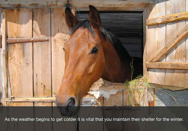 3 Things to Consider When Deciding to Shoe Your Horse for Winter