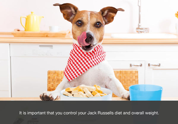 DOG StreamZ advanced magnetic dog collar jack russel reduce snacks and over eating to avoid your dog becoming overweight and even obese