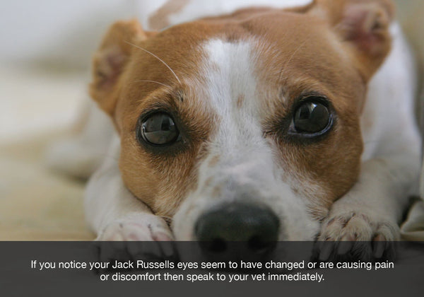 DOG Streamz advanced magnetic dog collar eye conditions blog entry