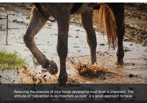 reducing the chances of your horse developing mud fever equ streamz advanced magnetism blog