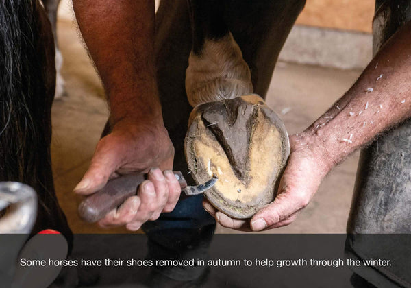 Seeing a farrier and having shoes removed is something some horses owners do in autumn or fall. EQU Streamz blog image. 