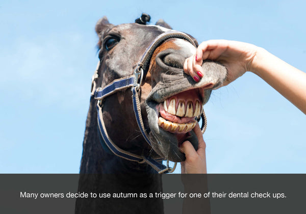 Many use autumn or fall as a trigger to book their horse in to see their dentist. EQU Streamz blog image. 