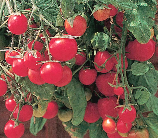 Illini Star - Organic Heirloom Tomato Seeds