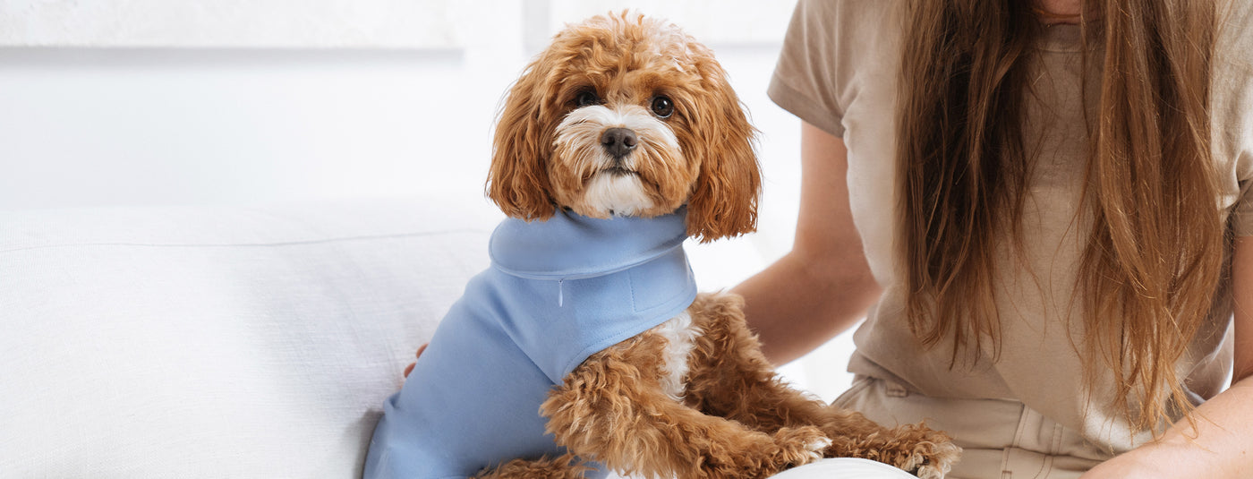 Do Sweaters Help Dogs With Anxiety?
