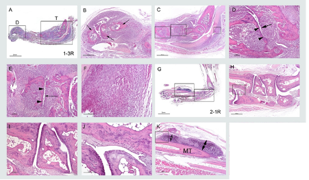 Longitudinal Section of the Paw from CIA Mice Model (H&E Staining)