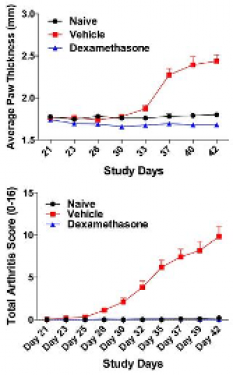 paw thickness and clinical scores in the Collagen-induced arthritis (CIA) model