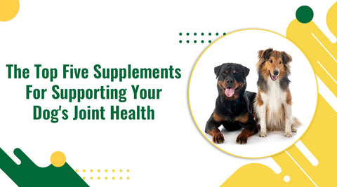 The top five supplements for supporting your dog's joint health.