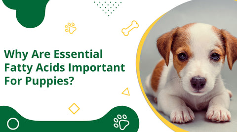 Why Are Essential Fatty Acids Important for Puppies?