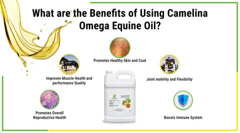 What are the Benefits of Using Camelina Omega Equine Oil?