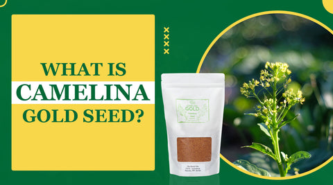What is Camelina Gold Seed?
