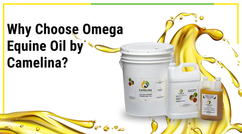 Why Choose Omega Equine Oil by Camelina?