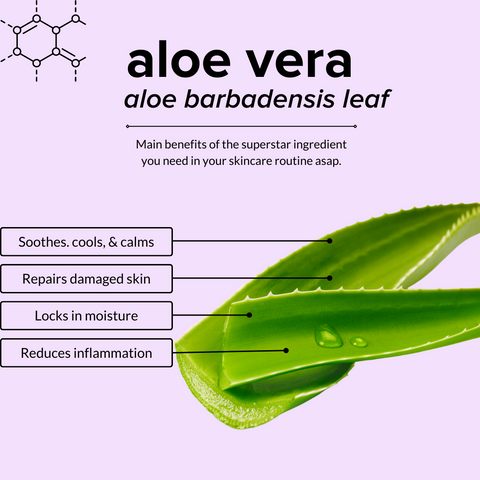 Aloe Vera Infographic