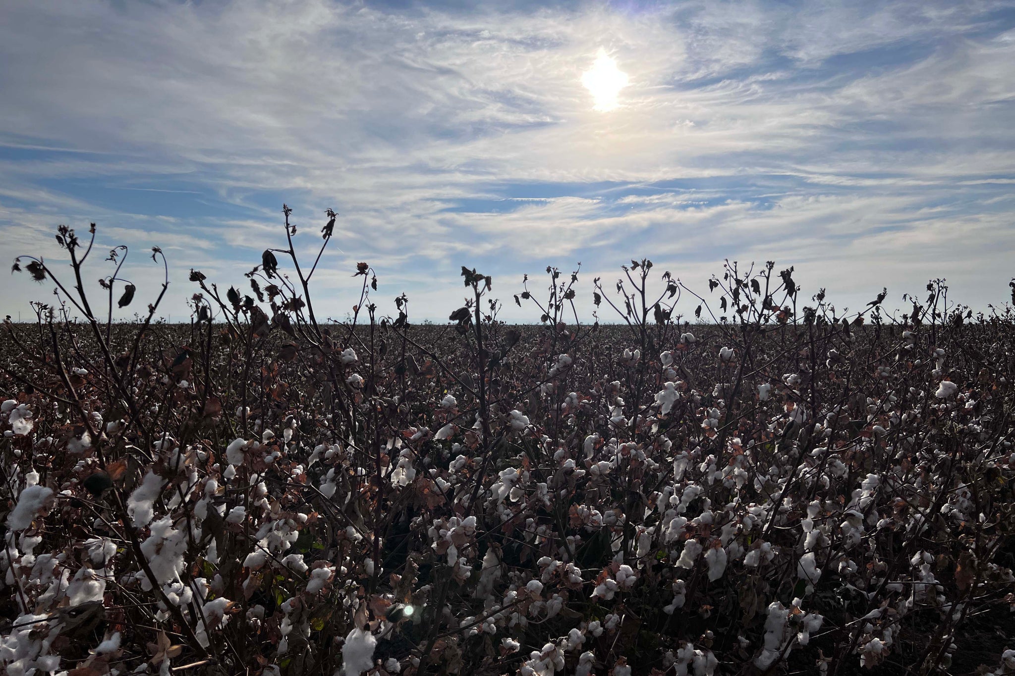 Supima Cotton Field in one November afternoon