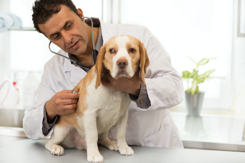 dog health test 5strands veterinarian
