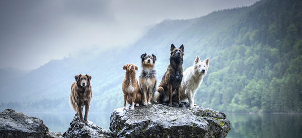 dogs play in water