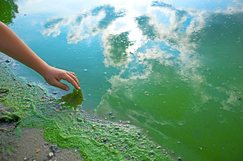 blue green algae lake toxins