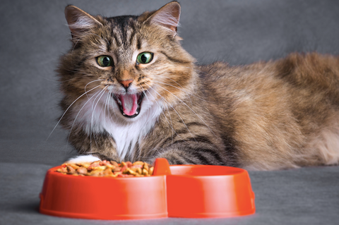 cat food allergy intolerance