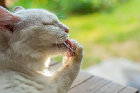 cat licking biting paw allergy intolerance