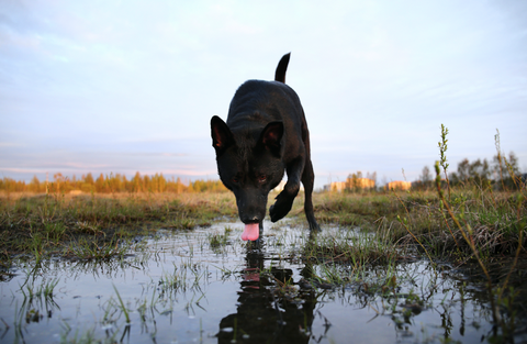 dog drinking stream water