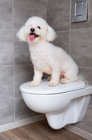 dog sitting on closed toilet lid