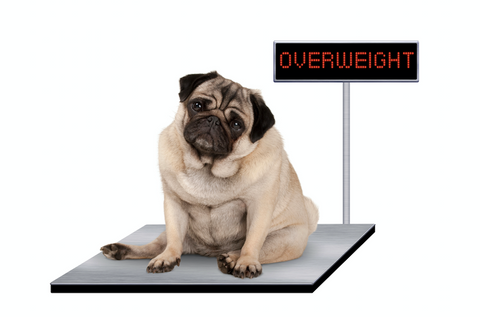 overweight dogs
