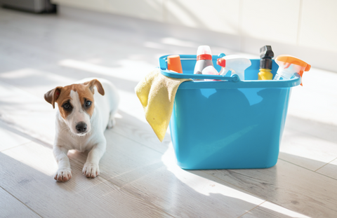 dog next to cleaning products