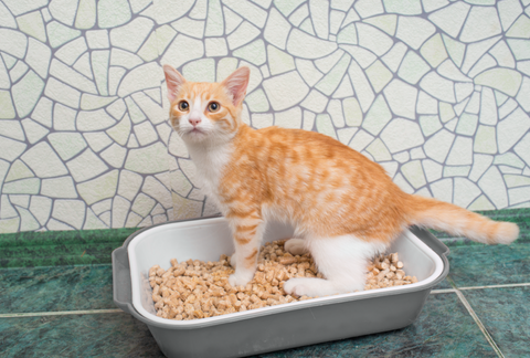 cat in litter box