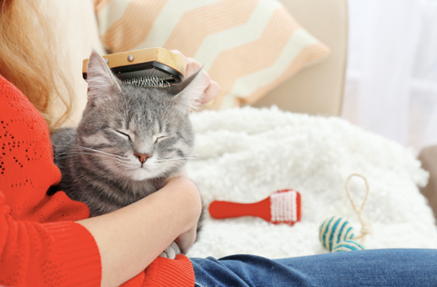 cat being brushed