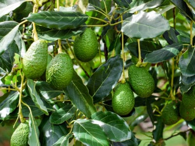 Avocado Growing on tree