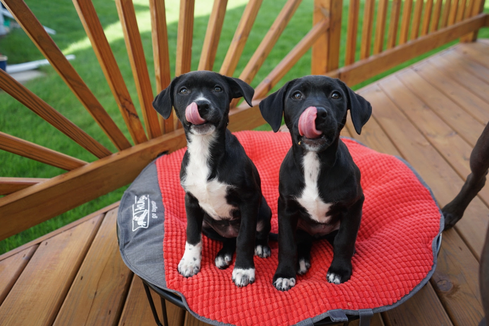 DIY Dog Holiday Treats For Busy Dog Moms and Dog Dads