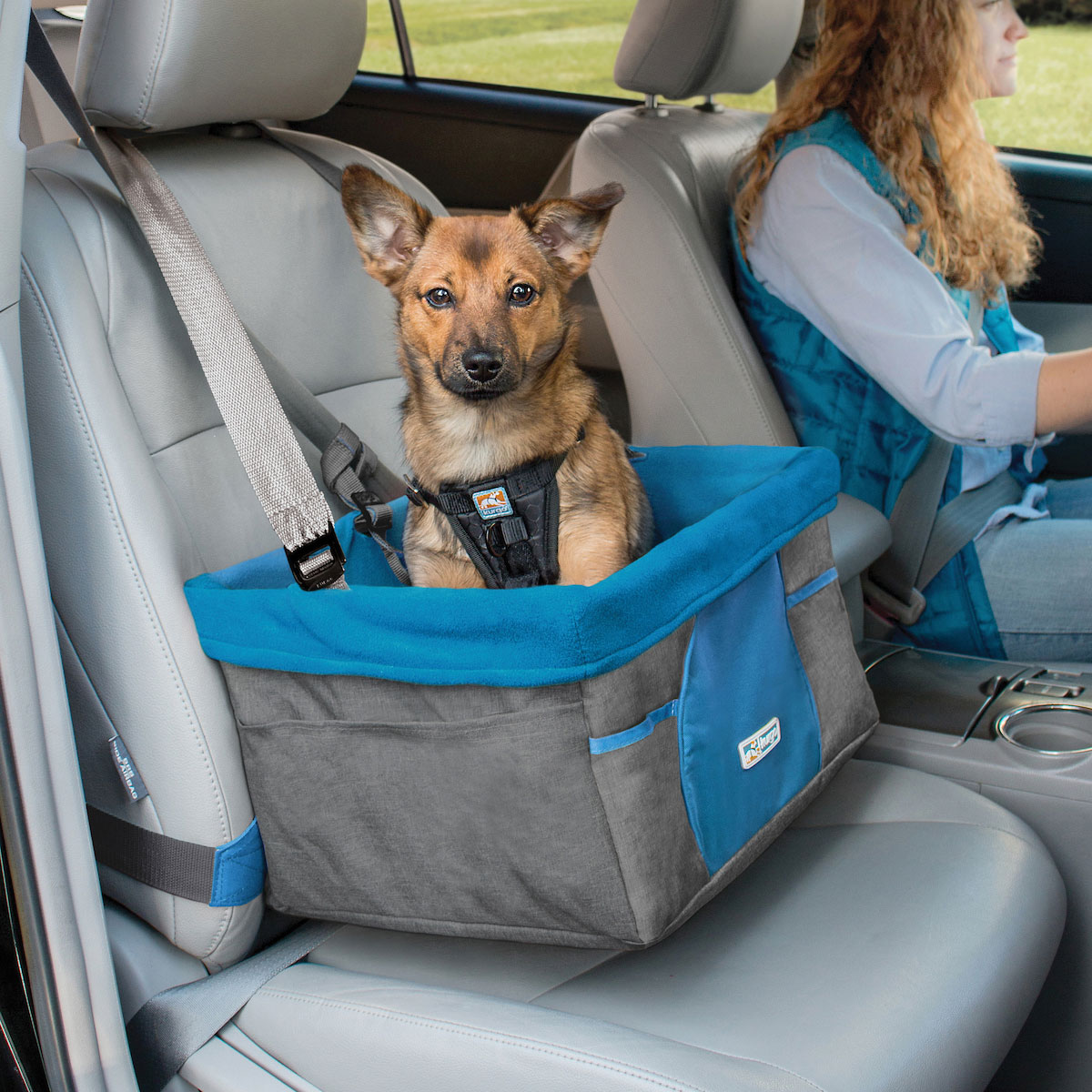 can dogs travel in car