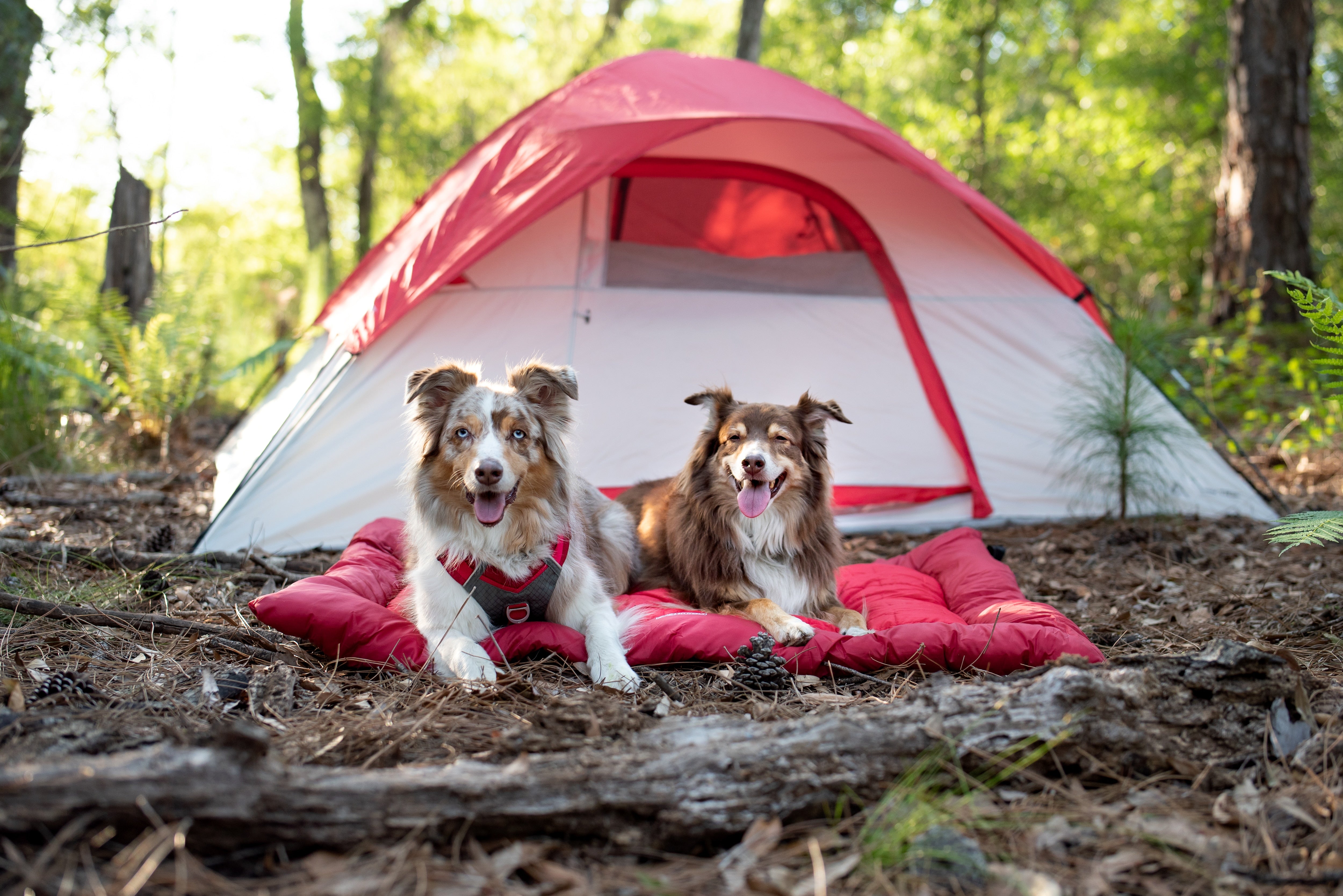 How to prep for a camping trip with your dog - Kurgo Dog Products