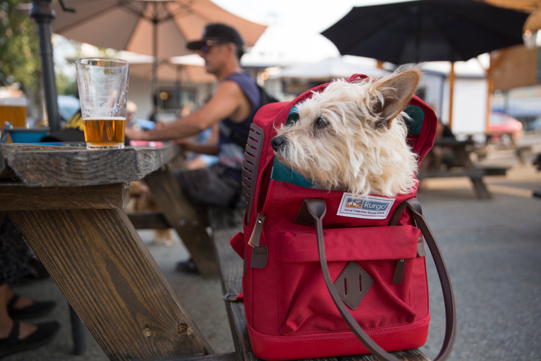 Dog friendly breweries