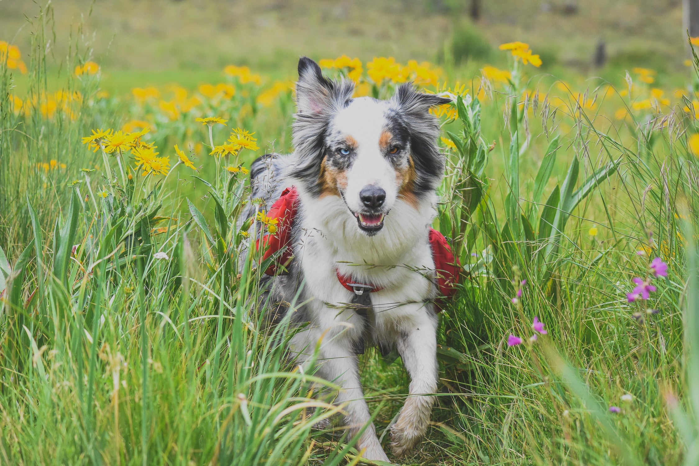 Dog-Friendly Hikes: Arizona