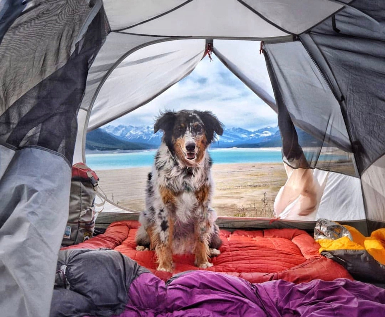 How to Keep a Dog Entertained While Camping