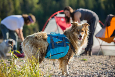 5 Benefits of a Dog Backpack