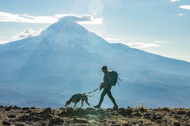 How to Keep Your Dog Safe on the Trail