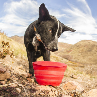 Dog Hiking Checklist