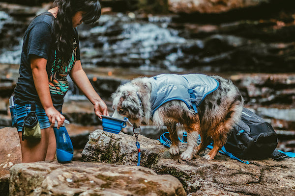 Keeping Your Dog Hydrated in the Heat