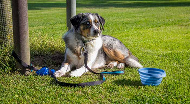 Cycle Touring with Your Dog