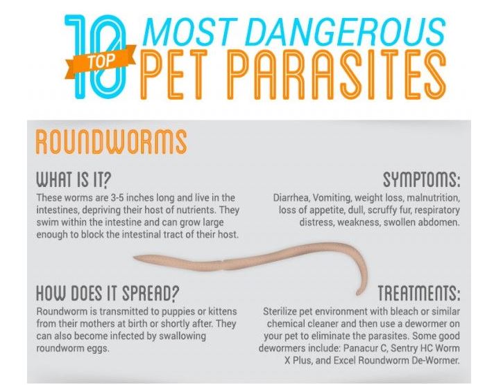 roundworms vs tapeworms in dogs