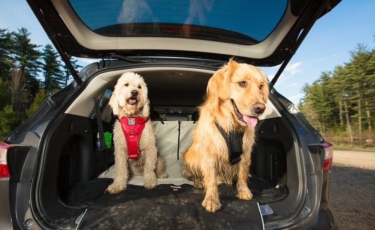 Dog harness discount for car boot