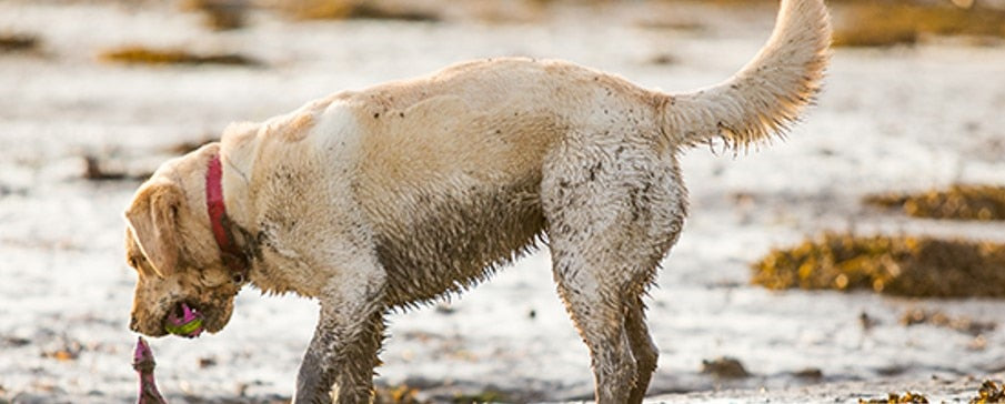 ​How to Conquer Mud & Messes in the Car